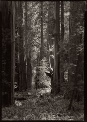 RedwoodCathedral5x7 copy.jpg