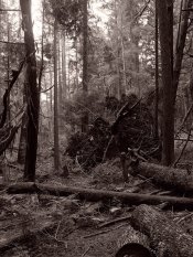 Fallen - 06c - 2020-02-14.jpg
