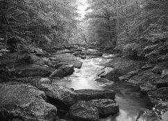 Summer Stream, Hillsborough NH.jpg