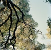 MF202111-RosRedwoods-1-F08-positive.jpg