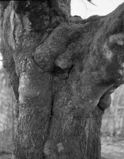 img258small.jpg