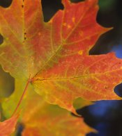 Leaf-1.jpg