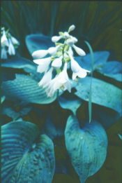 otherflower2.png