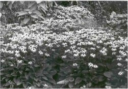 flowers.jpg