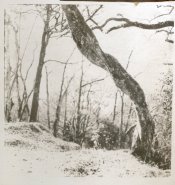 snowtree.jpg