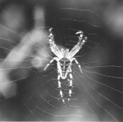 spinne_ilford.jpeg