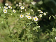 Negative wild daisies Portra VC.jpg