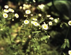 Negative wild daisies EPP C41.jpg