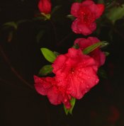 azalea-bloom.jpg
