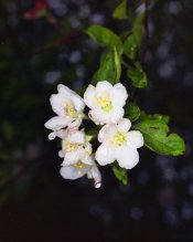 apple-blossom.jpg