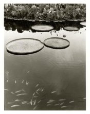 warm untoned lily pad.jpg