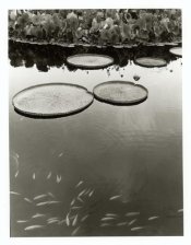 cool untoned lily pad.jpg