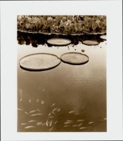 D72 toned.jpg