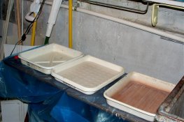 darkroom_trays.jpg