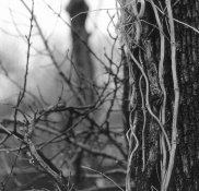 ilford-DDX.jpg