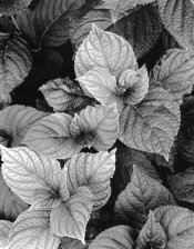 leaves.jpg