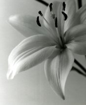 img187-1.jpg