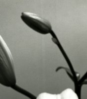 img188-1.jpg