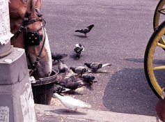 Old-horse-dining - cropped.JPG