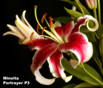 PortrayerP3-3.jpg
