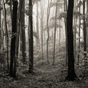A-Gift-Of-Light_Print.jpg