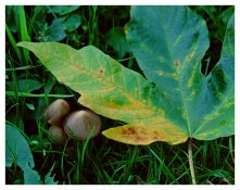 MattKing-Fungi and Fallen-Image02h.jpg