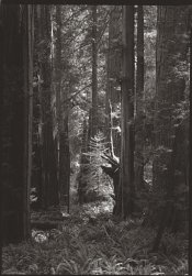 PC_5x7Redwoods.jpg