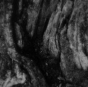 Wood_At_The_Core-Matt King.JPG