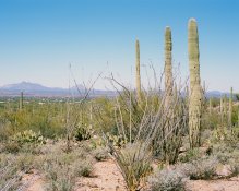 Tucson 3-8-22 #8.jpg