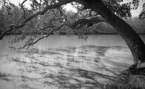 Live Oak Tree December, 2019.jpg