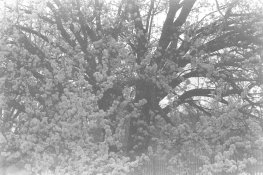 IMAG0016_web.JPG