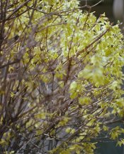 Bronica S2A - Porta 160 - 2.jpg