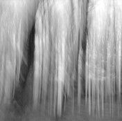 Tree's moving camera-10.jpg