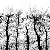 Trees shapes.jpg