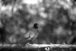 img102.jpg