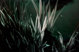 k25-grasses.jpg