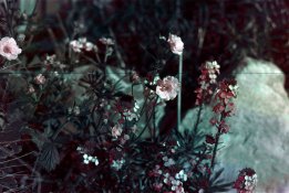 k25-flowers.jpg