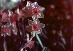k25-daffs-2.jpg