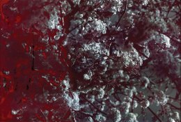 k25-blossom.jpg