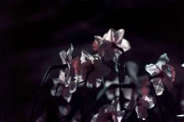 k25-daffs.jpg