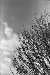 Foma100issue.jpg