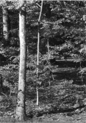 img227.jpg