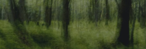 The Forest Speaks To Me.jpg