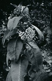 16mm_sonic25_pota.jpg