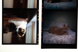 dark provia.jpg