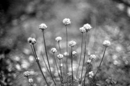img010.jpg