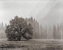 810202010-Yosemite-positive-Edit.jpg