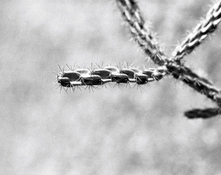 June 2022 MSA Cholla Cactus and Negative Space.jpg