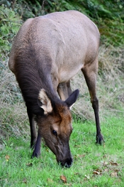 Elk.JPG