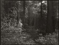 From the Prairie Creek Trail_8x10.jpg